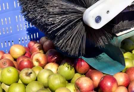 Harvesting apples with modern equipment in fruit industry の写真素材