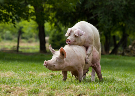 Pigs mating on farm, trees in backgroundの写真素材