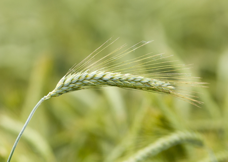 Close up of green wheat ear in springtimeの写真素材
