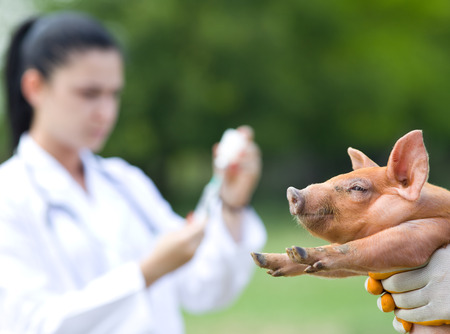 Veterinarian preparing injection to piglet on farmの写真素材