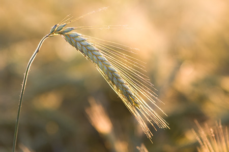 Close up of golden barley ear with backlight in springtimeの写真素材