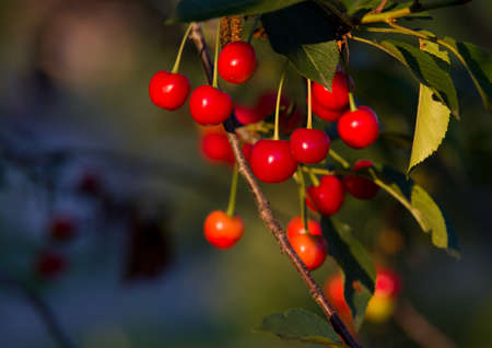 Red cherry branch on sun rays and green background