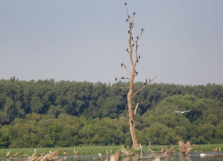 Flock of cormorants standing on dry tree in the riverの写真素材