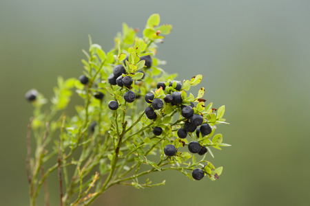 Close up of blueberries on the branch on the green backgroundの写真素材