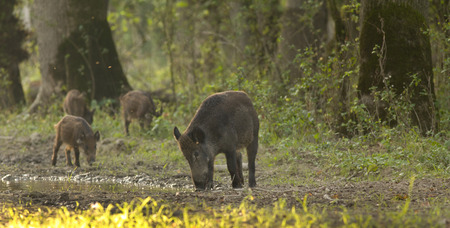 Wild boar mother with piglets in forest on late afternoon sunの写真素材
