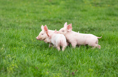 Three cute piglets walking and playing on grass
