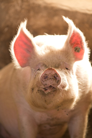 Close up of funny pig pushing snout in cameraの写真素材