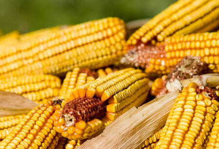Close up of corn cobs on pile