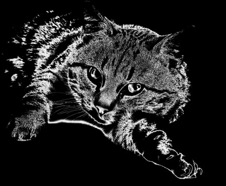 Cuddly cat lying on black background and looking at cameraの写真素材