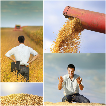 Collection of soybean field and harvesting imagesの写真素材