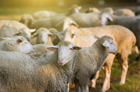 Portrait of sheep in herd standing on grass landの写真素材