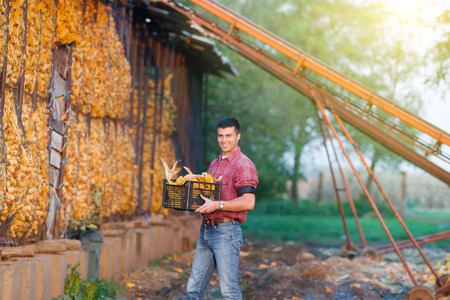 Young happy farmer carrying crate with corn cobs on farmの写真素材