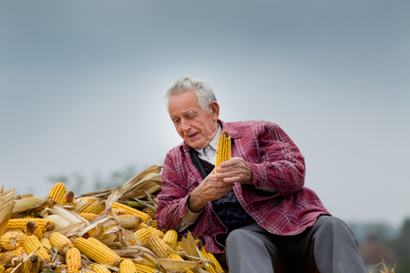 Happy senior peasant sitting on corn pile in trailer and holding corn cobの写真素材