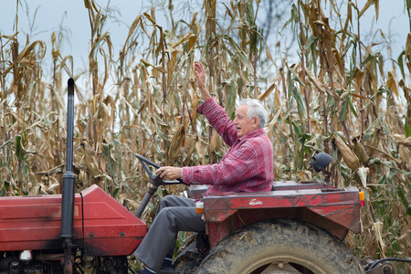 Cheerful senior farmer driving tractor in cornfieldの写真素材