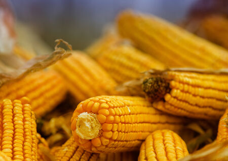 Close up of corn cobs on pile