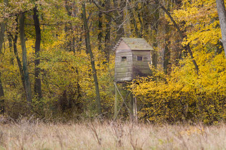 Forest landscape with yellow leaves on treesの写真素材