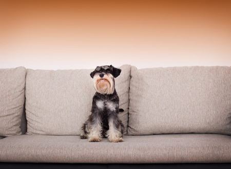 Cute black and silver miniature schnauzer sitting on beige sofaの写真素材