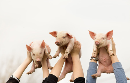Three funny piglets in children's hands high in the airの写真素材
