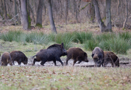 Wild boars looking for food in winter timeの写真素材
