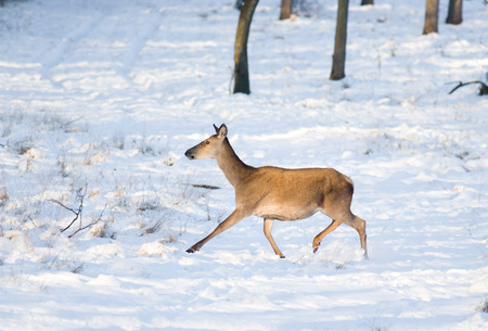 Afraid hind walking on snow in forestの写真素材