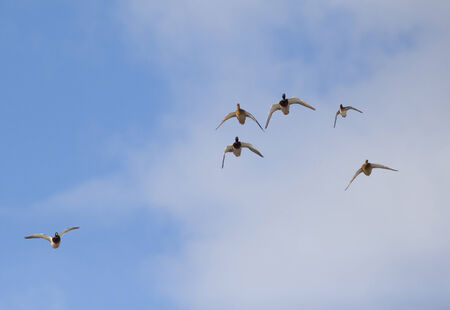 Wild duck flying in blue sky with some light clouds in backgroundの写真素材