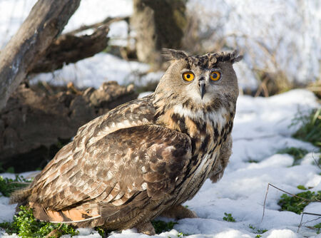 Close up of large Eagle Owl standing on grass with snowの写真素材