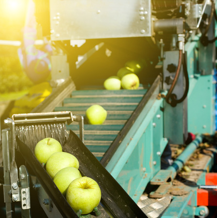 Golden delicious apples on automated machine for harvestingの写真素材