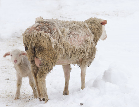 Close up of scruffy looking ill sheep standing on snow with lambの写真素材