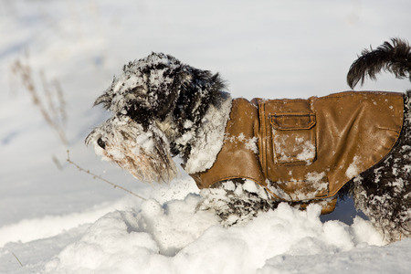 Miniature schnauzer in leather jacket playing on the snow