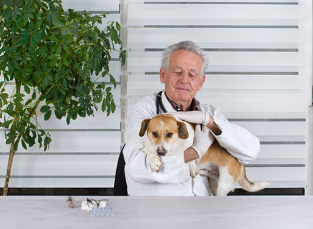 Small dog has examination on table in senior veterinarian infirmaryの写真素材