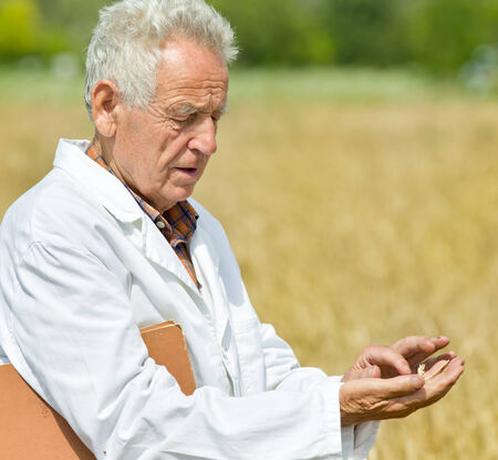 Experienced agronomist in white coat examining wheat grains in fieldの写真素材