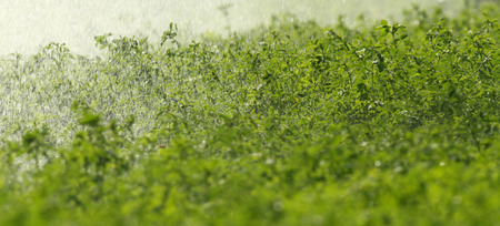 Close up of clover plant field on heavy summer rainの写真素材