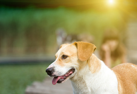 Cute yellow and white dog standing next to river