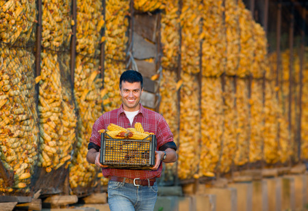 Young smiling farmer carrying crate with corn cobs on farmの写真素材