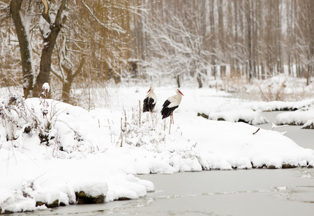 Two white storks standing on snow beside frozen lake