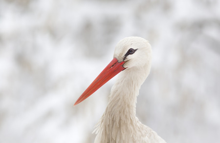 Close up of white stork head on white snowy backgroundの写真素材