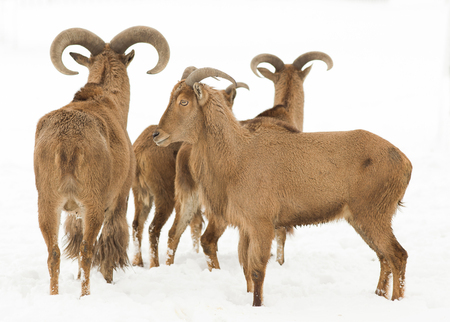 Small group of barbary sheep standing on snowの写真素材