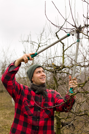 Young man pruning branches of fruit tree in springtimeの写真素材