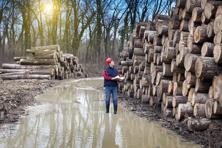 Young lumber engineer standing with notebook beside cut trunk stock