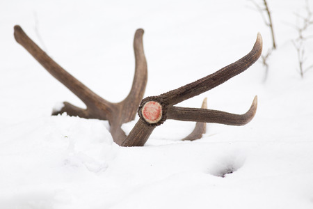Single fallen off horn in snow from red deerの写真素材