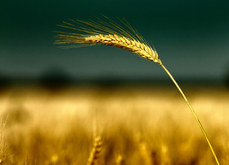 Close up of golden barley ear in summertime