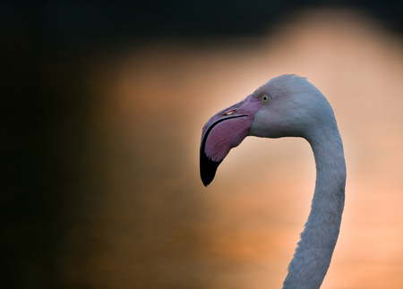Close up of flamingo's head in profile in twilightの写真素材
