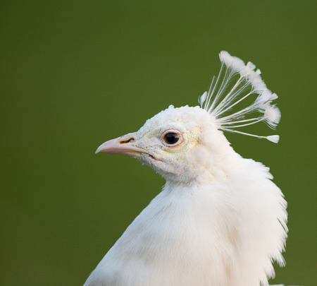 Close up of exotic white peacock head with green background