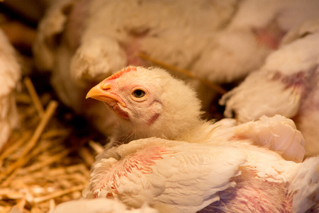 Close up of young chicken in barn below light bulb