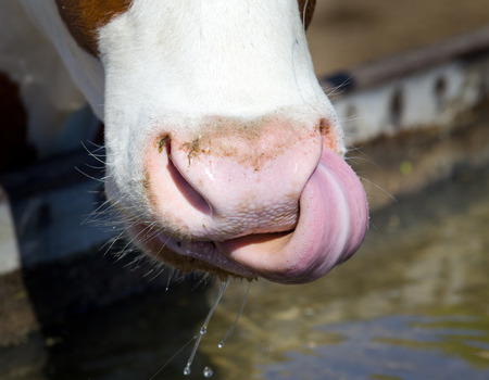 Close up of cow's tongue and nose after drinking waterの写真素材