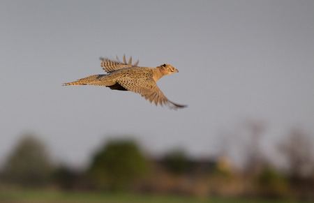 Close up of pheasant hen flying over grasslandの写真素材