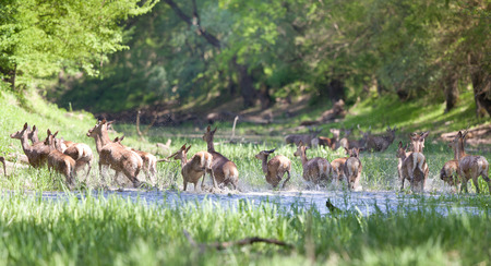 Large group of red deer hinds running away through water in forestの写真素材