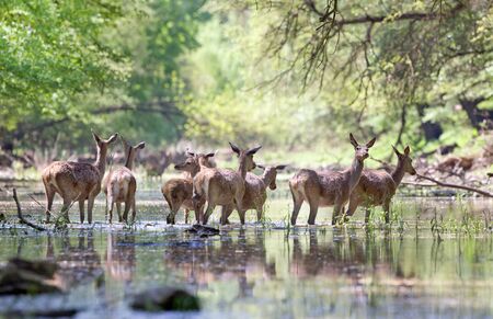 Group of red deer hinds walking through water in forest on sunny day in springの写真素材