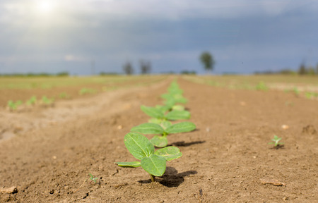 Close up of sunflower sprouts growing from dry soilの写真素材