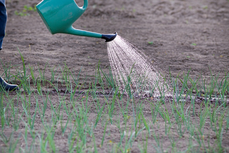 Close up of water can spraying water on young onion in vegetable gardenの写真素材